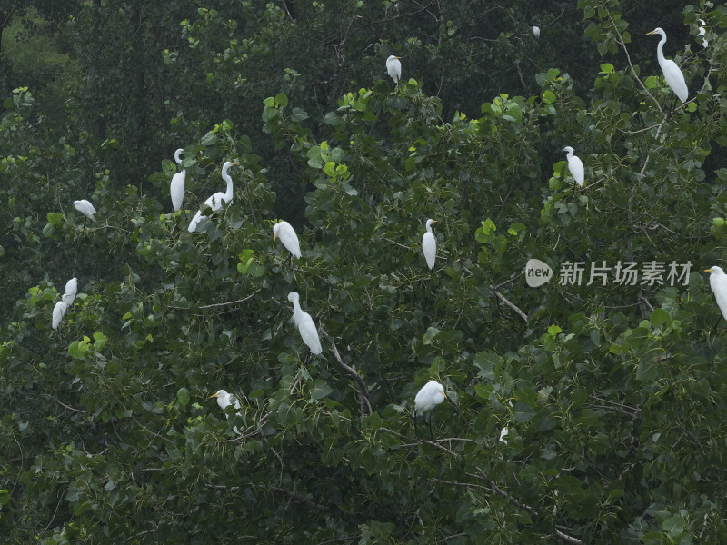 白鹭飞翔树林自然绿色鸟类