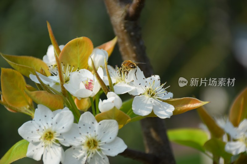 盛开的白色梨花特写