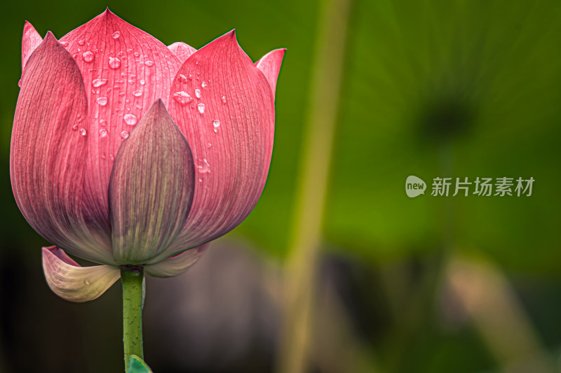 雨后荷花上的水珠