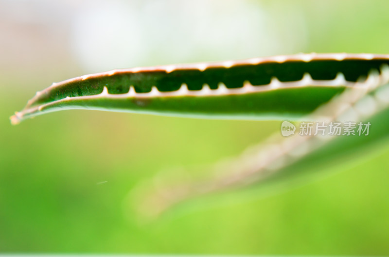 特写芦荟叶片