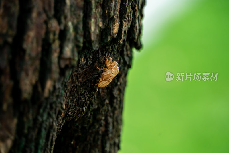 夏天树上的蝉知了