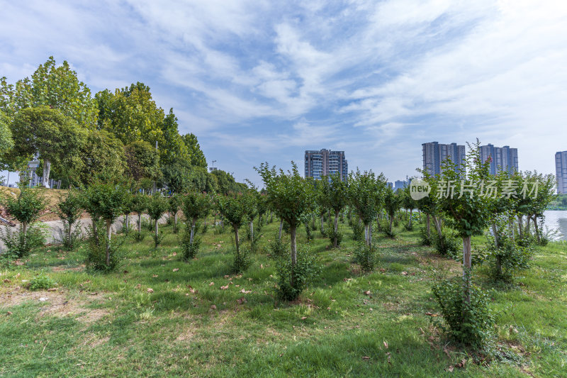 武汉江夏区汤逊湖壹号湿地公园风景