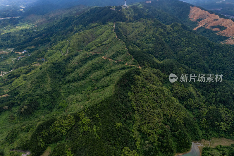 蓝天森林植物航拍摄影图