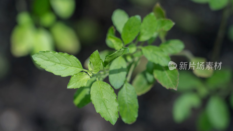 菊科菊三七属植物白子菜