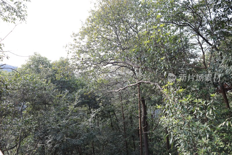 茂密树林绿植景观