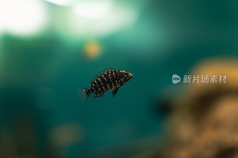 非洲坦干伊克湖黑喷虎鱼热带鱼观赏鱼特写