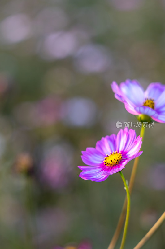 菊花、格桑花