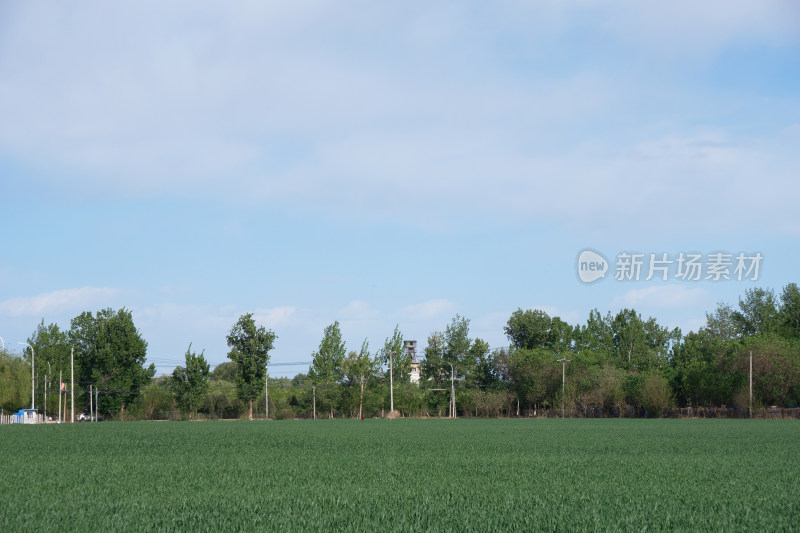 农村的麦子地在夏初时节