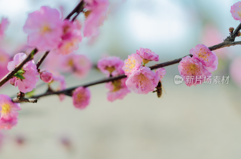 几枝榆叶梅花枝特写