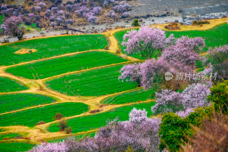 西藏林芝桃花园