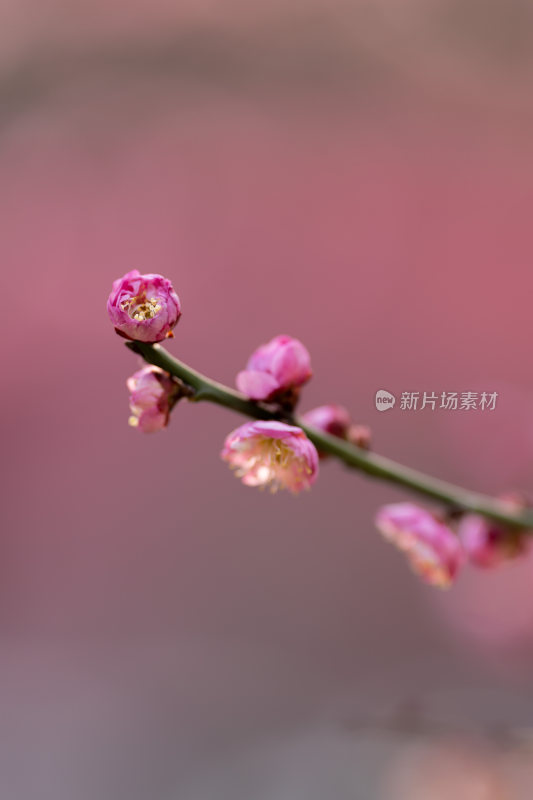 含苞待放的花苞樱花梅花枝