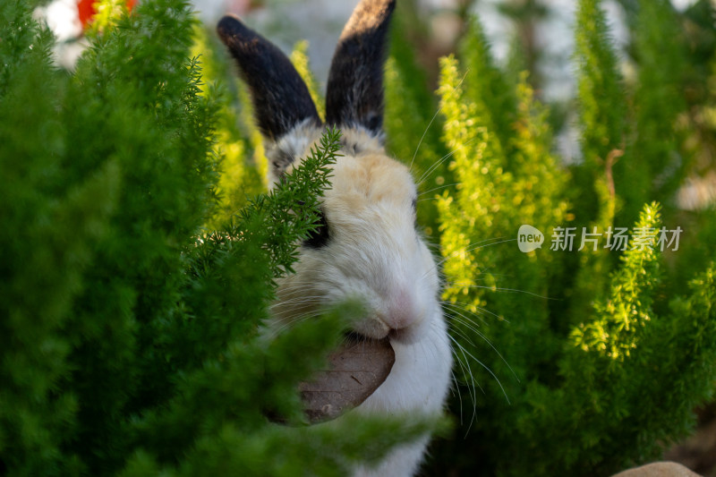 家兔特写镜头