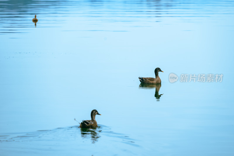 杭州西湖中的水鸭子特写