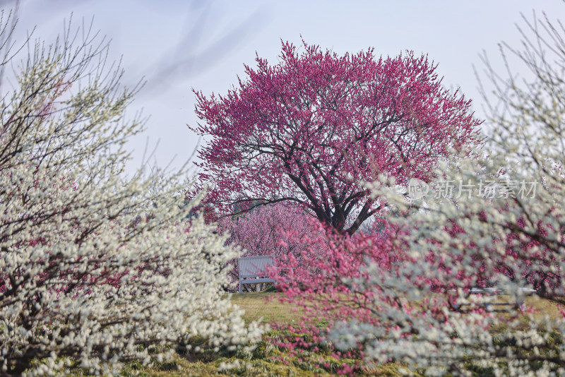 花开海上梅花节