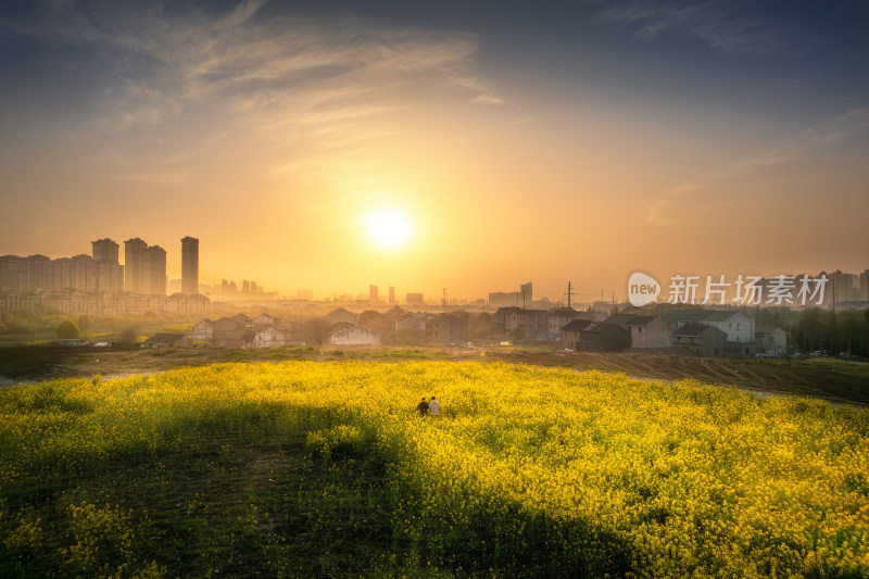 阳光下的油菜花田