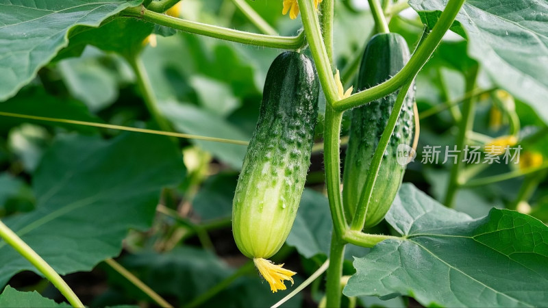 新鲜黄瓜蔬菜