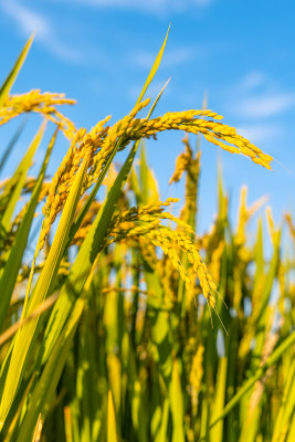 丰收的季节