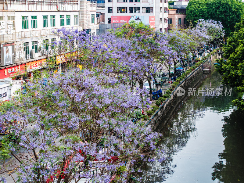 中国广东省广州市海珠区石溪涌蓝花楹