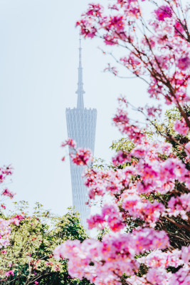 紫花风铃木