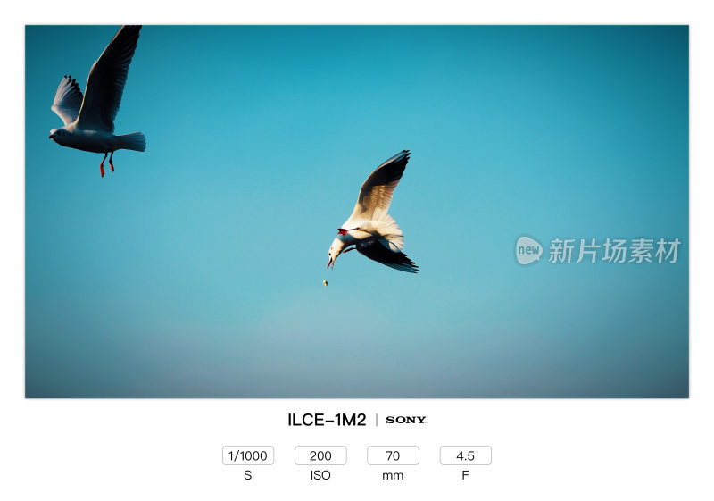 蓝天中飞翔觅食的两只海鸥