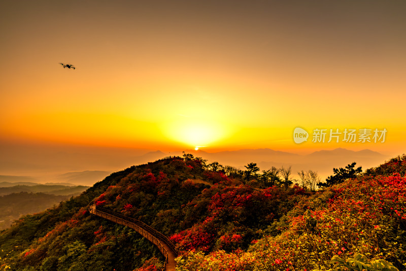 日出，春天的杜鹃花，映山红