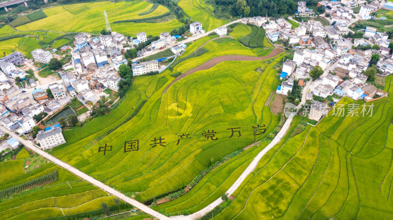 稻谷飘香的田野