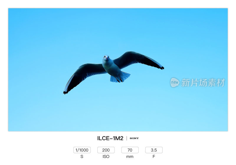 蓝天中飞翔的海鸥