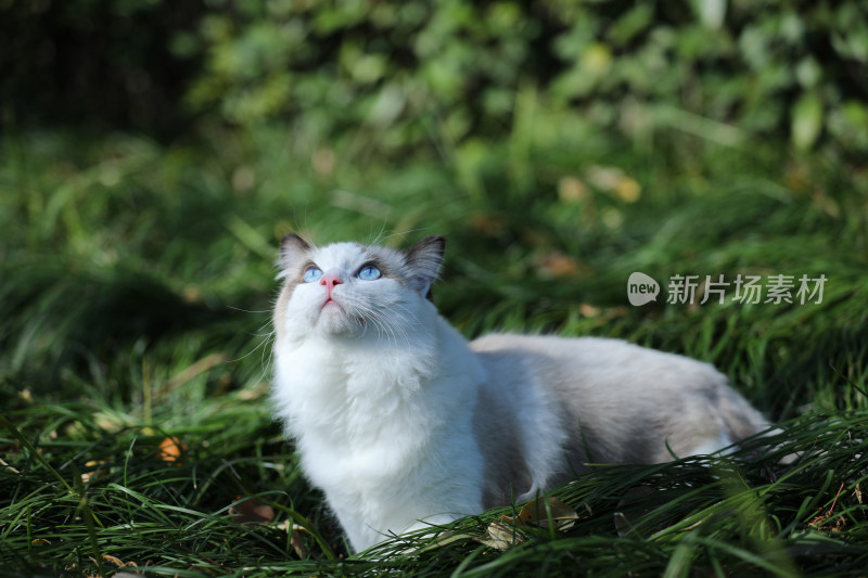 一片绿色草丛里的布偶猫