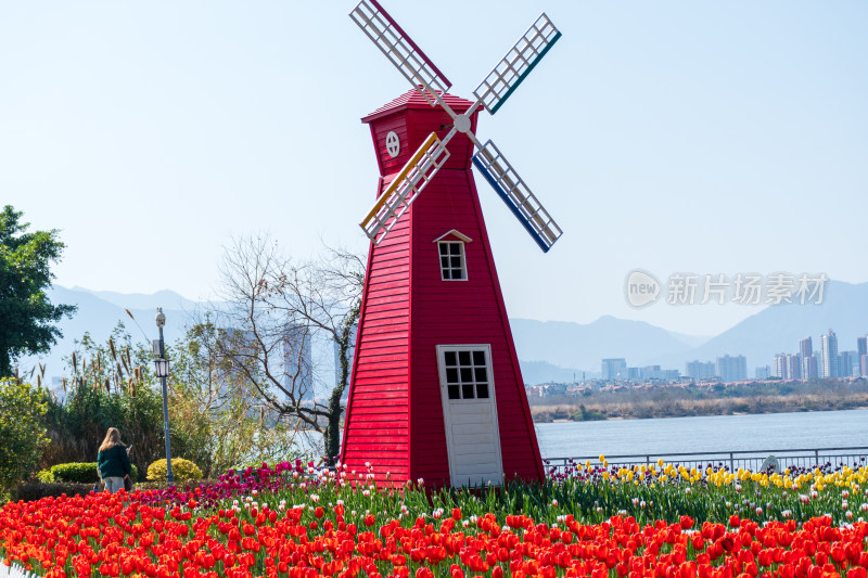 大片紫色郁金香花海景观