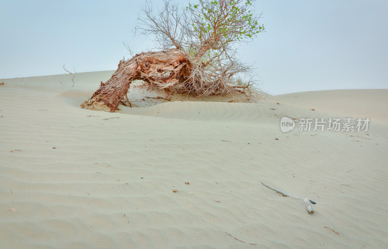 新疆塔克拉玛干沙漠胡杨树