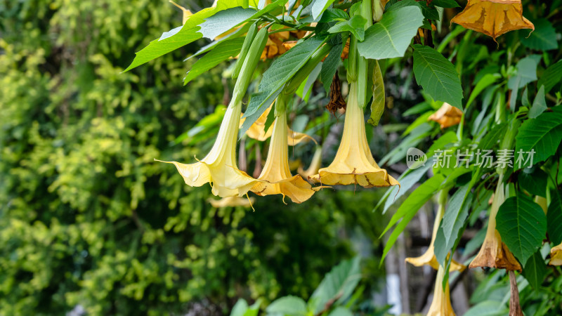 曼陀罗开花特写