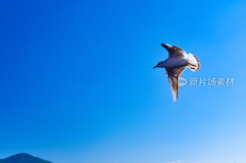 云南丽江泸沽湖天空海鸥飞鸟野生动物