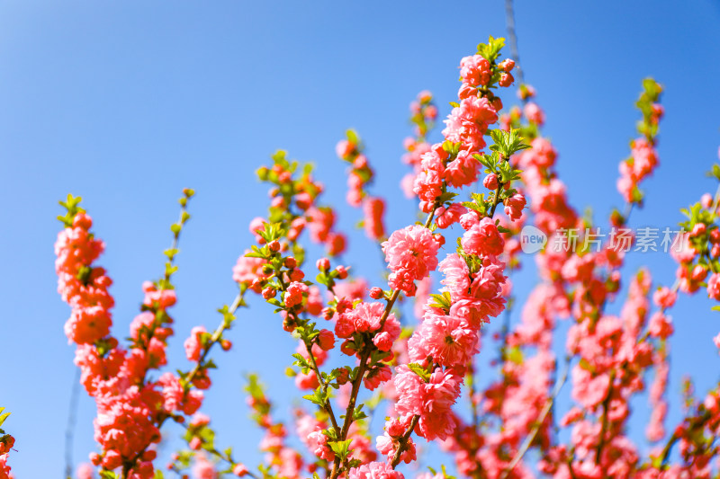 春天桃花盛开