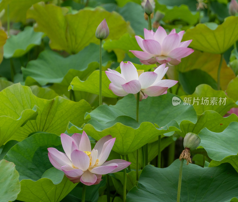 粉色荷花特写镜头