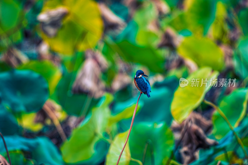 荷花池塘里的小鸟