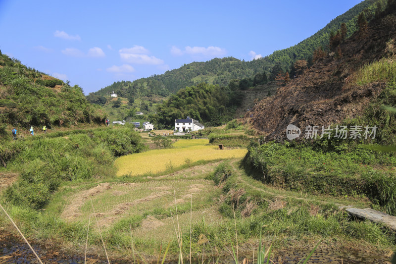 山间田野的金色希望