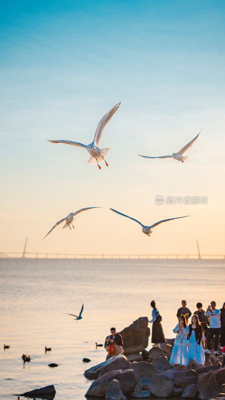 深圳湾海鸥/飞翔的海鸥