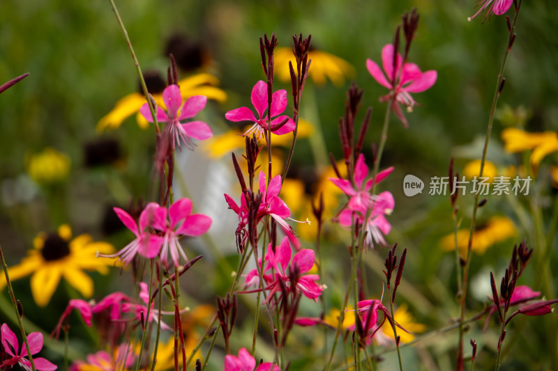 粉色山桃草鲜花特写