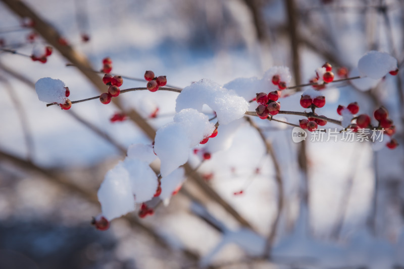 冬日红色浆果上的雪花背景