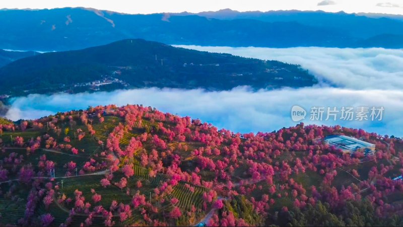 航拍云海中的无量山樱花谷茶园茶山