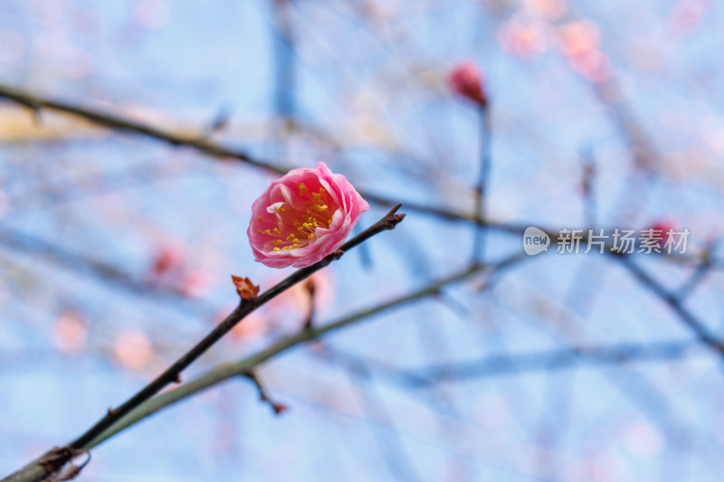 枝头绽放的粉色梅花特写