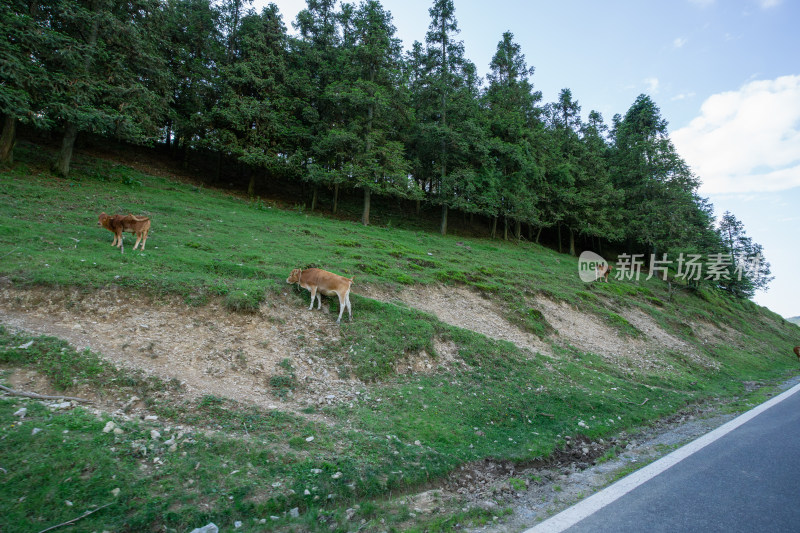 重庆市武隆区仙女山国家森林公园