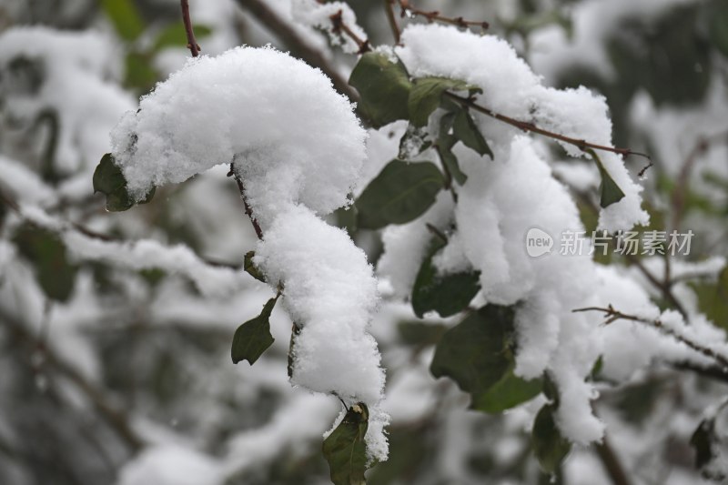 重庆酉阳：大雪纷飞赏雪忙