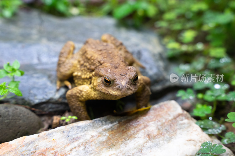 蟾蜍癞蛤蟆特写在农村地面草丛