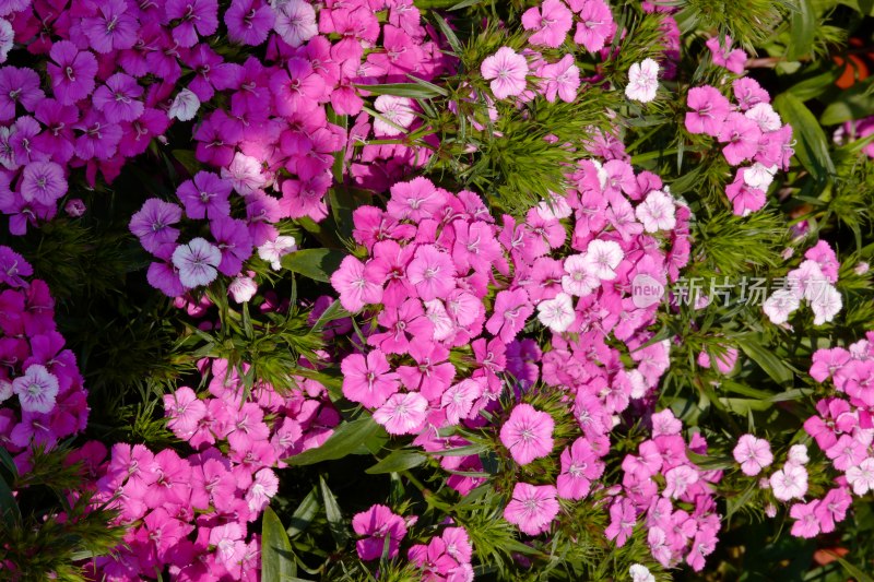 厦门园博苑郁金香花展上的须苞石竹