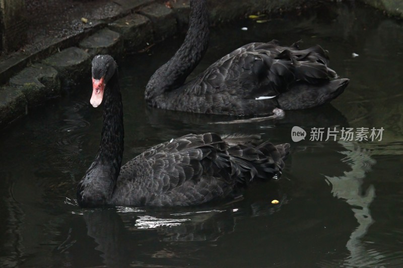 黑天鹅在水中游弋的场景