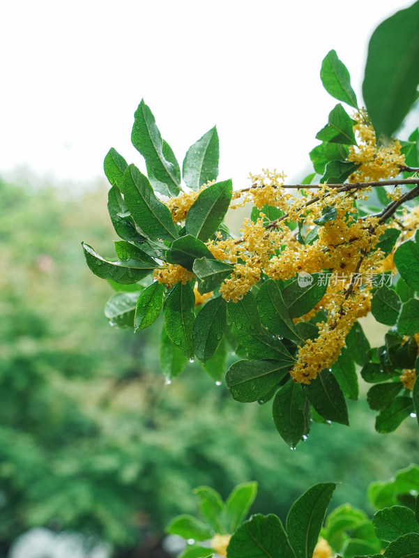 下雨天桂花树枝头挂满水珠