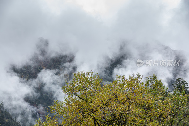 秋天树林云雾山峰