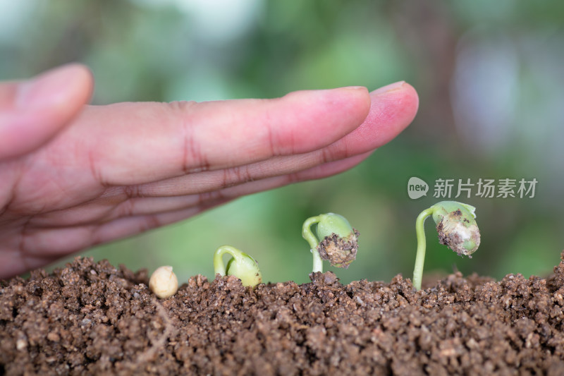 一只手呵护着一路生长的豆苗