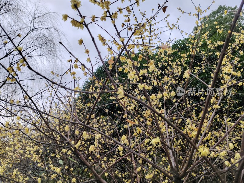 枝头开满花朵的植物景观